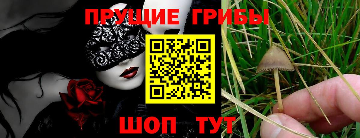 Псилоцибиновые грибы Psilocybe  Псилоцибиновые грибы Psilocybe  Новокубанск  Вход с VPN 